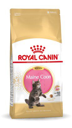Royal Canin FBN Maine Coon Kitten - sucha karma dla kociąt - 10kg (WYPRZEDAŻ)