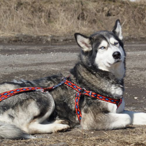 DINGO smycz \Winnetou\ szer. 1,0 x 120-220 cm przepinana z taśmy polipropylenowej czarna